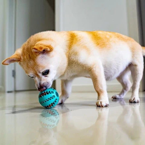 Pawsome Dental Chew Ball