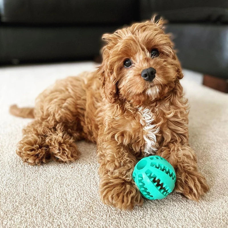 Pawsome Dental Chew Ball