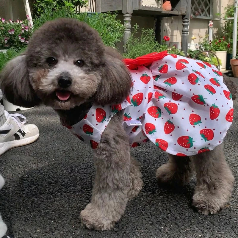 Summer Fruit and Floral Pet Dress